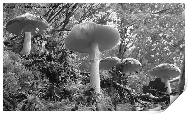 Woodland fungi underneath view. Print by Andrew Heaps