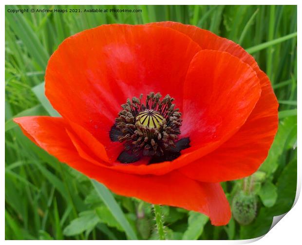 Poppy flower head for remembrance. Print by Andrew Heaps