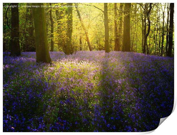 Bluebells in local wood sun setting rays  Print by Andrew Heaps