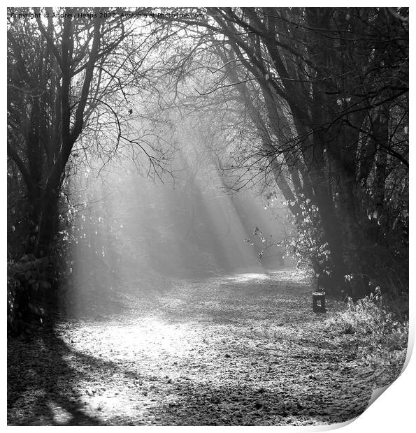 Black and white Autumn Winter sunshine rays. Print by Andrew Heaps