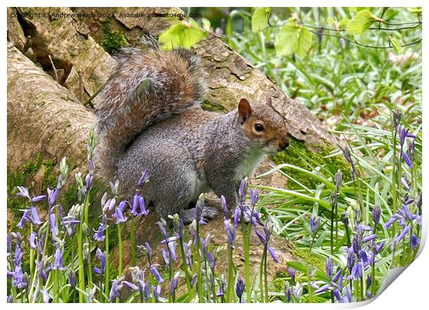 Cheeky Squirrel in Bluebell Wonderland Print by Andrew Heaps