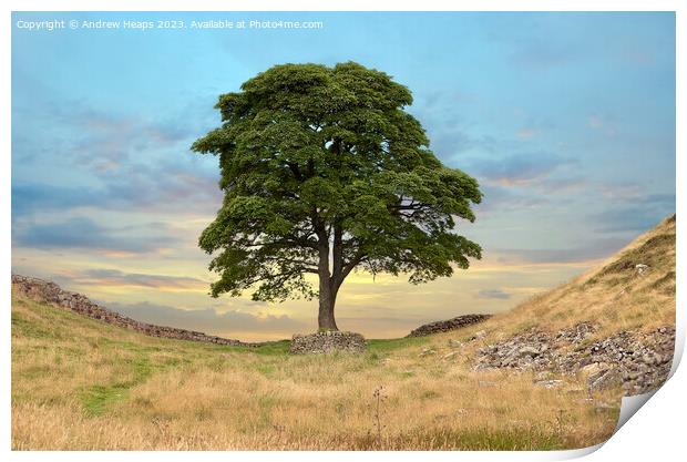Sycamore gap  Print by Andrew Heaps