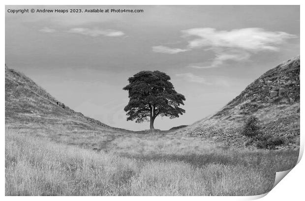 Sycamore Gap (Hadrians wall) black and white Print by Andrew Heaps