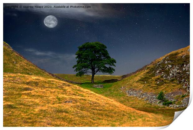 Moonlit Sycamore gap tree in moon light. Print by Andrew Heaps