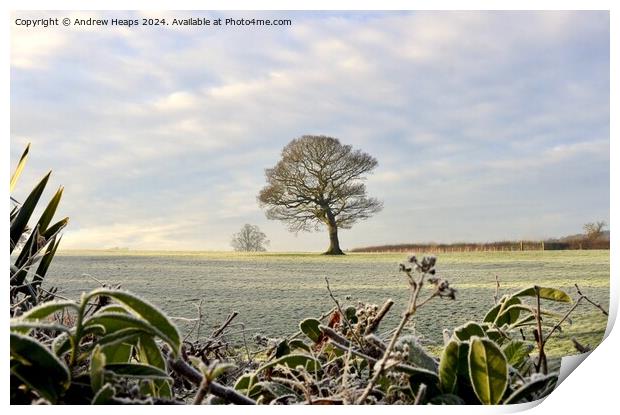 Winter frosty scene in morning. Print by Andrew Heaps