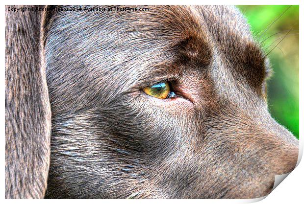 Chocolate Labrador  Print by Andrew Heaps