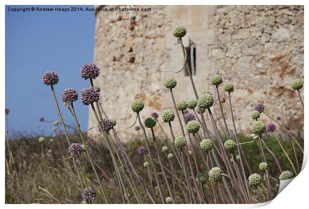 Enchanting Wild Garlic on Menorca Coast Print by Andrew Heaps