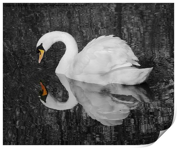 A  Very fine swan indeed. Print by Andrew Heaps