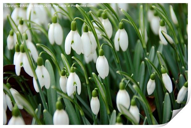  Snow drops flowers Print by Andrew Heaps