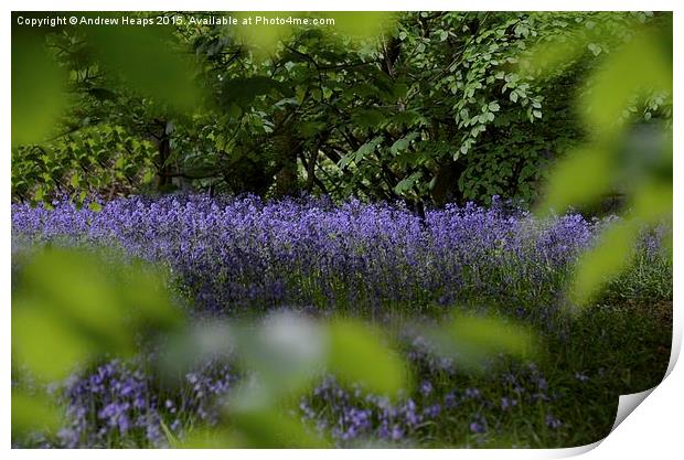  Blue Bells of spring. Print by Andrew Heaps