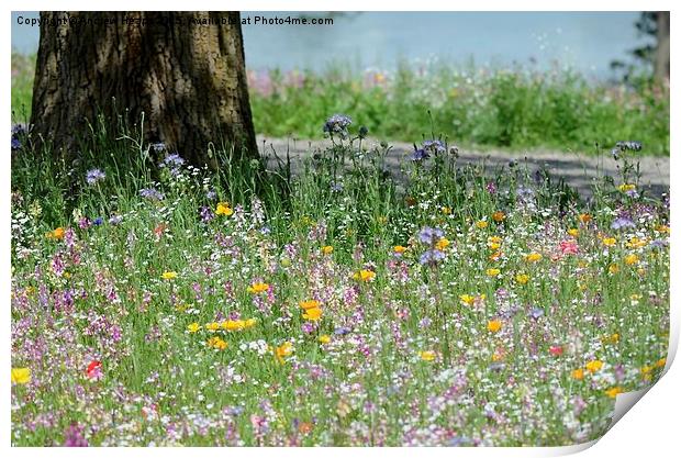  Meadow Flowers Print by Andrew Heaps