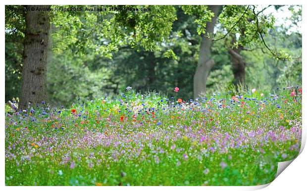  Summer Meadow  Print by Andrew Heaps