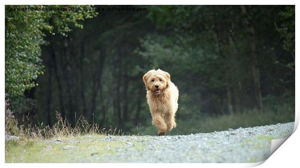  Golden Doodle Puppy Running back Print by Andrew Heaps