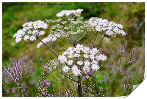 The Serenity of Wild Carrot Print by Andrew Heaps
