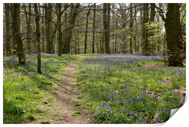Bluebell Wood Print by Andrew Heaps