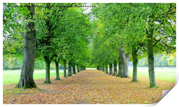 Autumn avenue of tress in Marbury Park. Print by Andrew Heaps