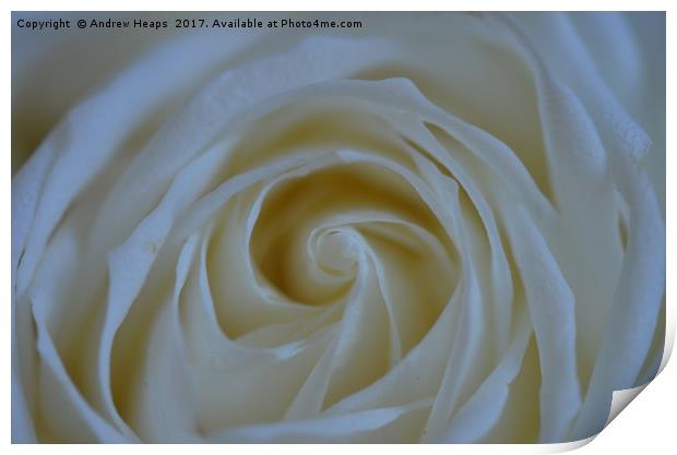 White Rose flower Print by Andrew Heaps