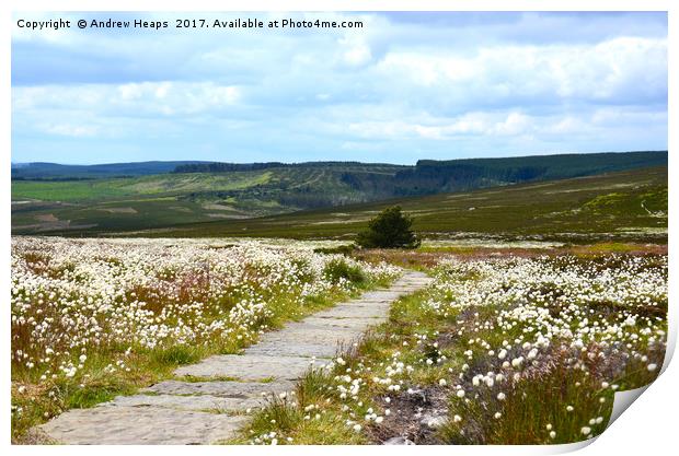 Wild cotton on Northumberland hilltop Print by Andrew Heaps