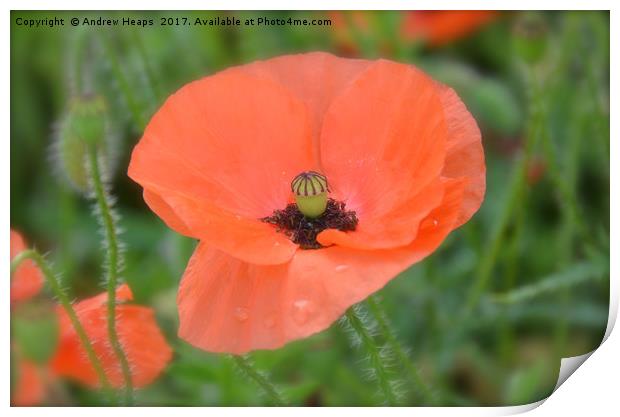 Poppy flower close up Print by Andrew Heaps