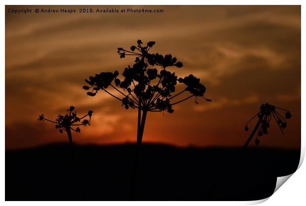 Black silhouette of cow parsley. Print by Andrew Heaps