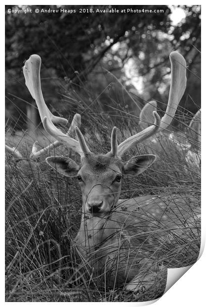 Majestic young stag in the shadows Print by Andrew Heaps