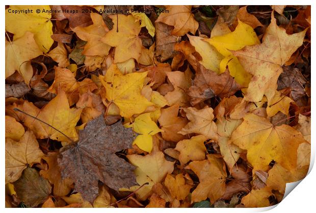 Autumn leaves Print by Andrew Heaps