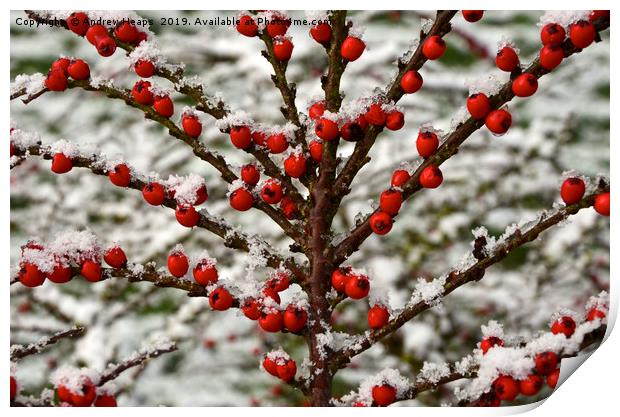 Red berry tree covered in snow. Print by Andrew Heaps