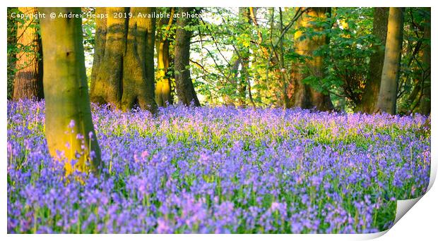 Bluebells at sunset Print by Andrew Heaps