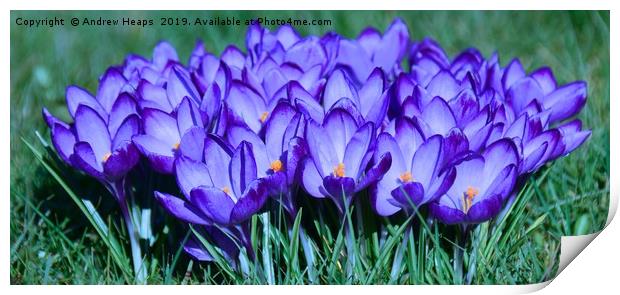 Bunch of crocus flowers Print by Andrew Heaps