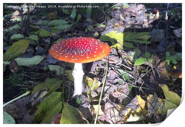 Woodland Fungi Red flat cap Print by Andrew Heaps