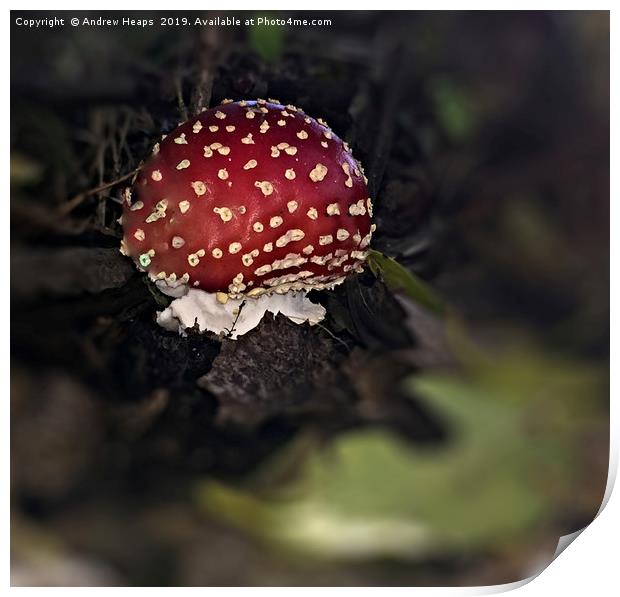 Red ball shaped fungi Print by Andrew Heaps