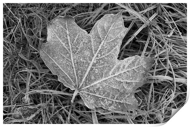 Frozen sycamore leaf Natures ice sculpture Print by Andrew Heaps