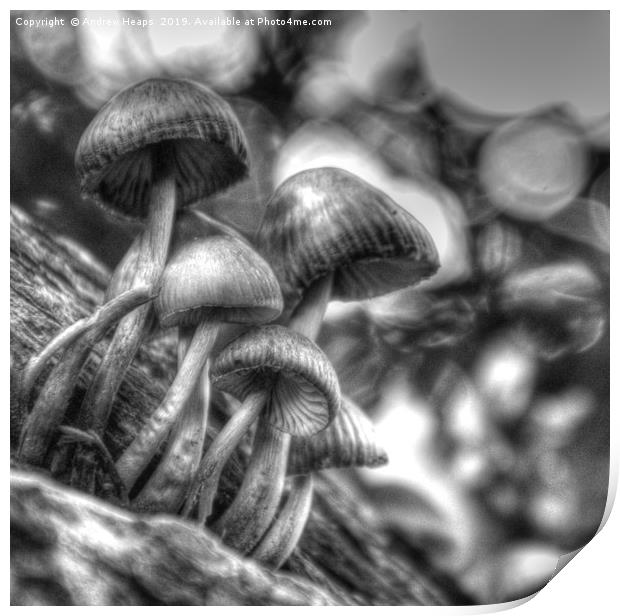 Fungi in black and white Print by Andrew Heaps