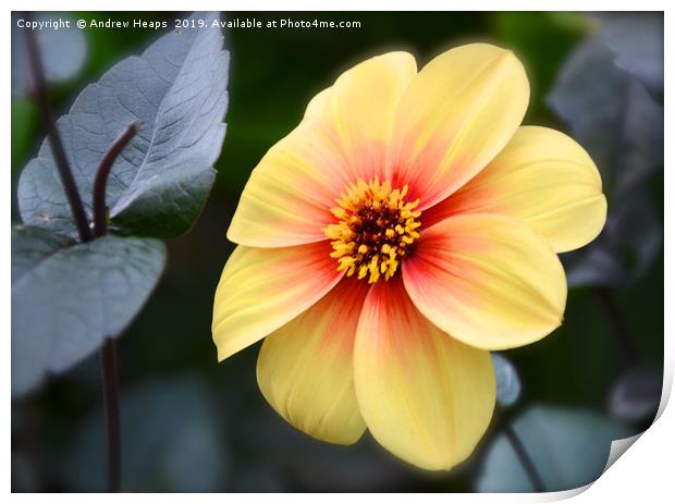 Radiant Yellow Dahlia with a Fiery Red Splash Print by Andrew Heaps