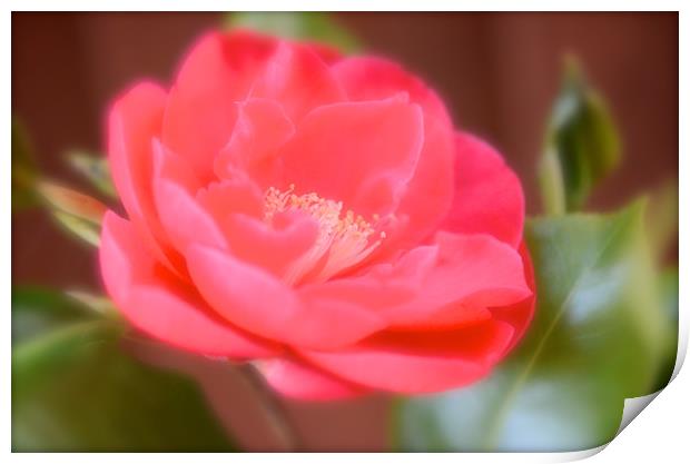 Red camellia flower  Print by Andrew Heaps