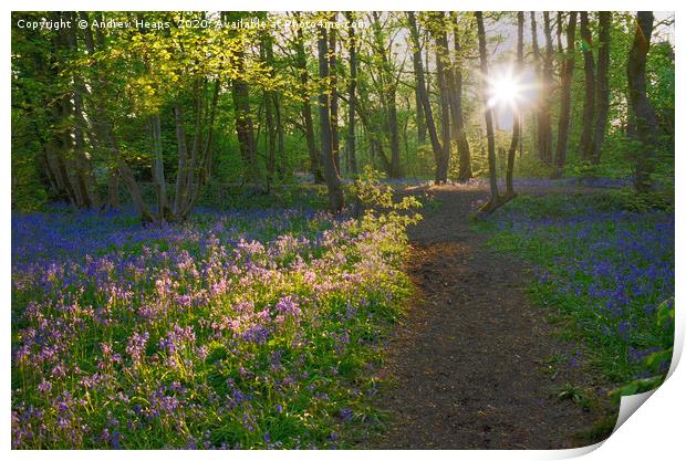 Sunlight shining in woods over bluebells Enchanted Print by Andrew Heaps