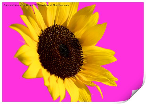 Sunflower head with pink back ground and bee on fl Print by Andrew Heaps