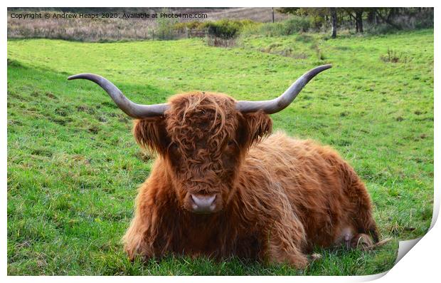 A highland cow lying on top of a lush green field Print by Andrew Heaps