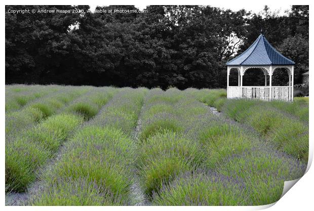 Enchanting Lavender Paradise Print by Andrew Heaps