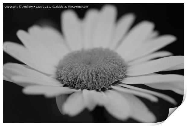 Dynamic African Daisy Blossom Print by Andrew Heaps