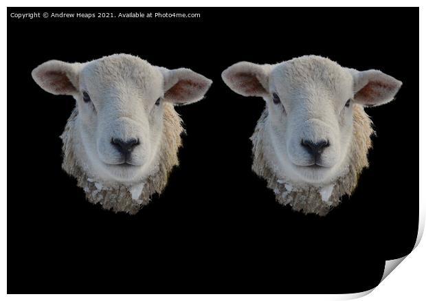Two Sheep heads  Print by Andrew Heaps