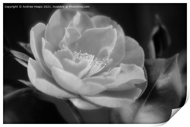 Flower head close up Monochromatic Bloom Print by Andrew Heaps