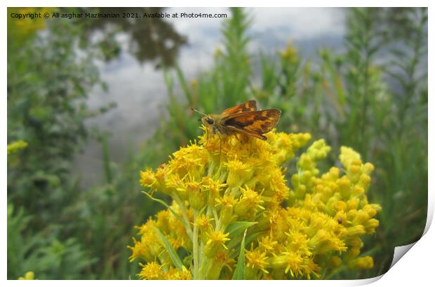 Butterfly resting on a nice yellow wild flower, Print by Ali asghar Mazinanian