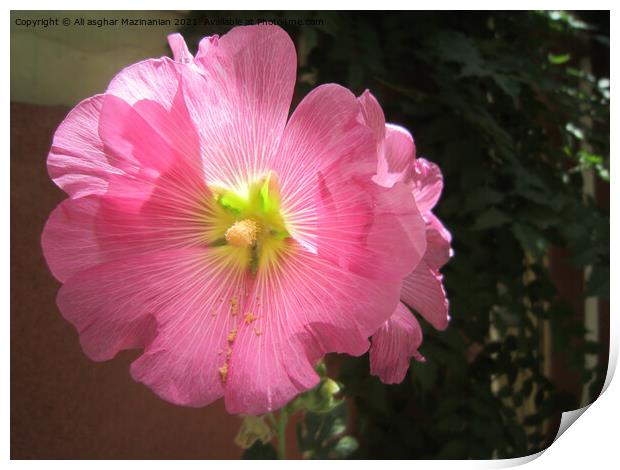 Hollyhock Print by Ali asghar Mazinanian