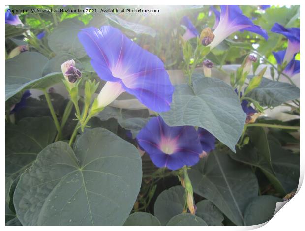 Sun rays over beautiful funnel blue flowers, Print by Ali asghar Mazinanian