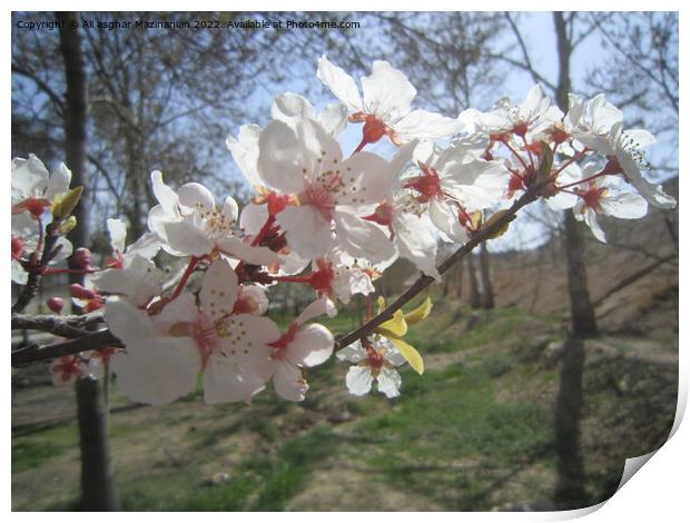 The beauty of peach blossoms in Spring, Print by Ali asghar Mazinanian