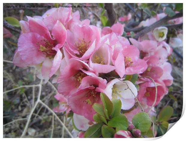 Peach blossoms Print by Ali asghar Mazinanian