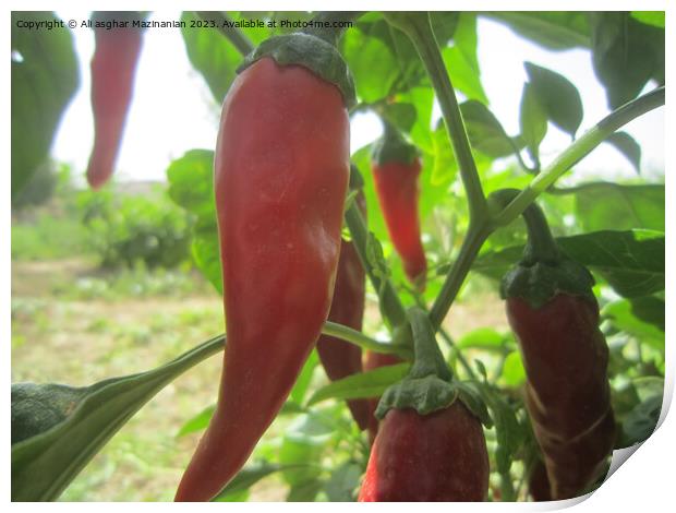 Vibrant Red Pepper: Garden's Crown Jewel Print by Ali asghar Mazinanian