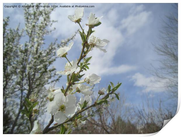 Plant tree Print by Ali asghar Mazinanian