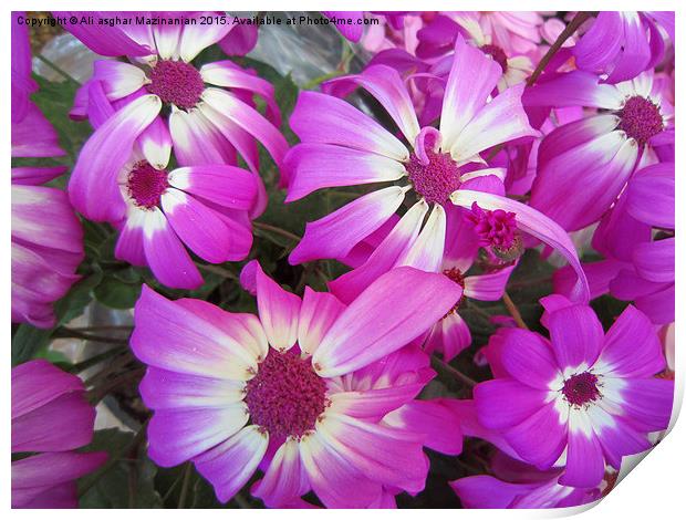  A set of nice pink flowers, Print by Ali asghar Mazinanian